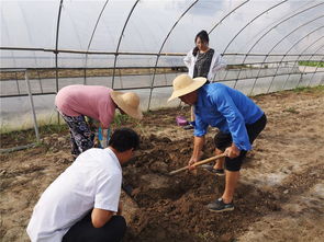 如東縣農業農村局種植業條線戰高溫開展系列志愿服務活動助農增收