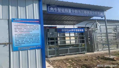 創(chuàng)新引領(lǐng) 中恒國科肉牛智能稱重分群與三維體況分析系統(tǒng)全新升級