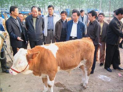 養(yǎng)殖黃牛技術(shù)知識(shí),農(nóng)村黃牛養(yǎng)殖方法有哪些?