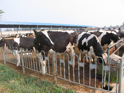 怎么養(yǎng)殖奶牛黑白花奶牛養(yǎng)殖技術(shù)要點(diǎn)