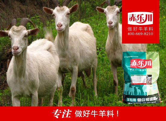 河南育肥羊飼料