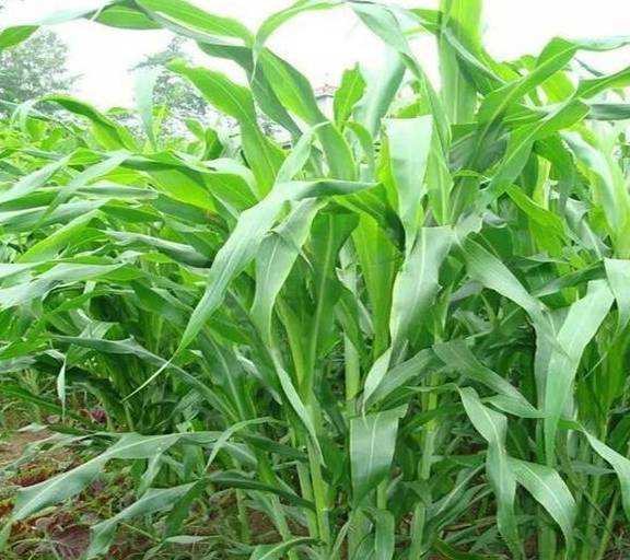 青綠多汁飼料的營養(yǎng)特點(diǎn)有哪些