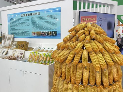 全國杰出貢獻玉米自交系發(fā)布，55個優(yōu)良自交系入選飼料科