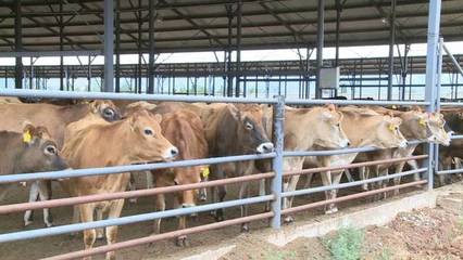 2019年大理州現(xiàn)代奶牛養(yǎng)殖飼料技術培訓在鶴慶縣成功舉辦