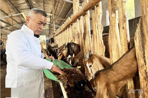 新春走基層 福建順昌科技特派員下鄉(xiāng)傳經(jīng)送寶，助力羊養(yǎng)殖飼料技術提升