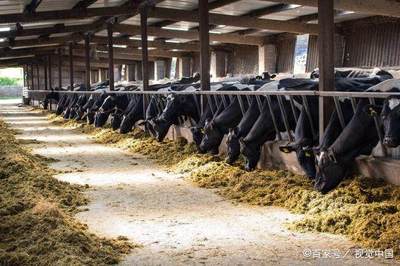 養牛多年經驗談 高效管理方法與實用飼料配方