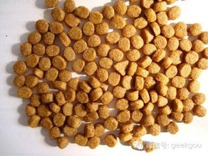 狗狗換糧攻略 你關心的五個飼料科常見疑問解答