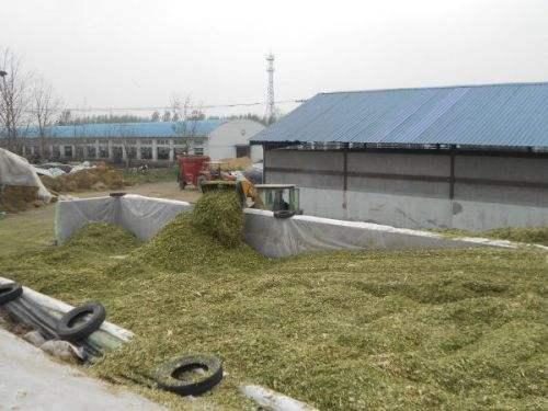 青貯飼料制作的黃金期 掌握關鍵技術，成就優質飼料